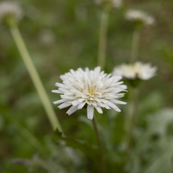 A White Dandelion flower growing in a field.