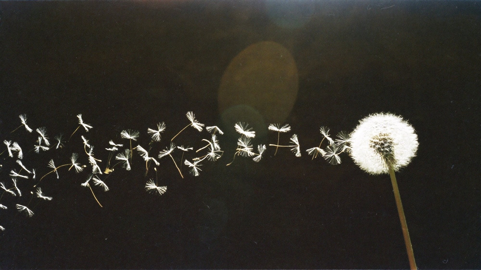 White dandelion seeds drifting away from a seed head against a dark background