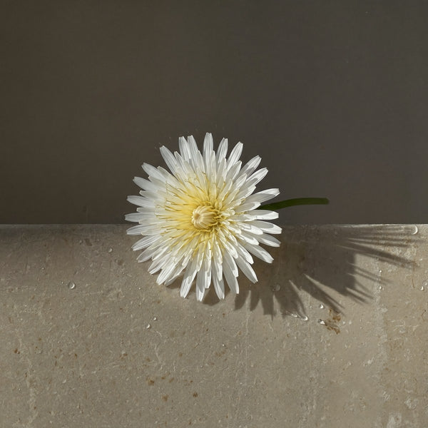 White Dandelion culture extract