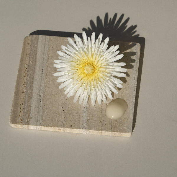 White Dandelion culture extract