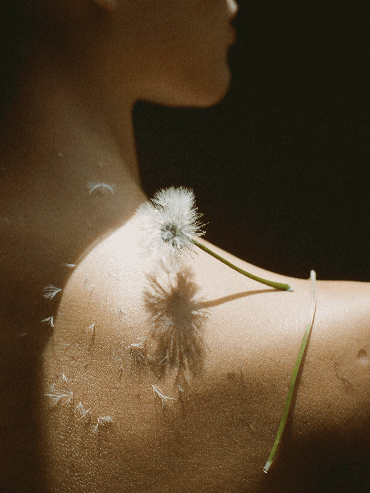 Dandelion flowers beside sunlit skin in a Talitha Koum brand photograph.